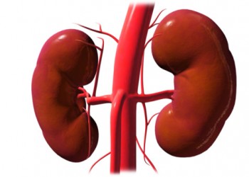 Analize pentru rinichi | Speciale | Analize