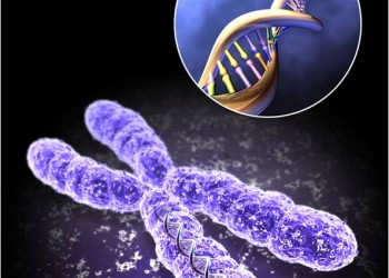 telomeraza rna biogeneza anti îmbătrânire